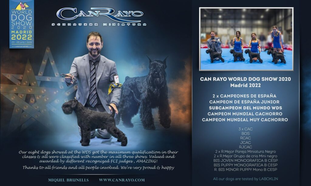 Emerson Fittipaldi de Can Rayo, Subcampeón del Mundo Junior en WDS 2020 (Madrid 2022)-Schnauzer Miniatura Negro