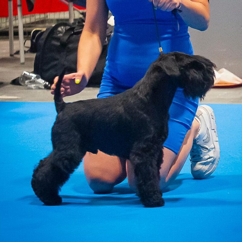 JCh. Emerson Fittipaldi de Can Rayo JCh. Emerson Fittipaldi de Can Rayo