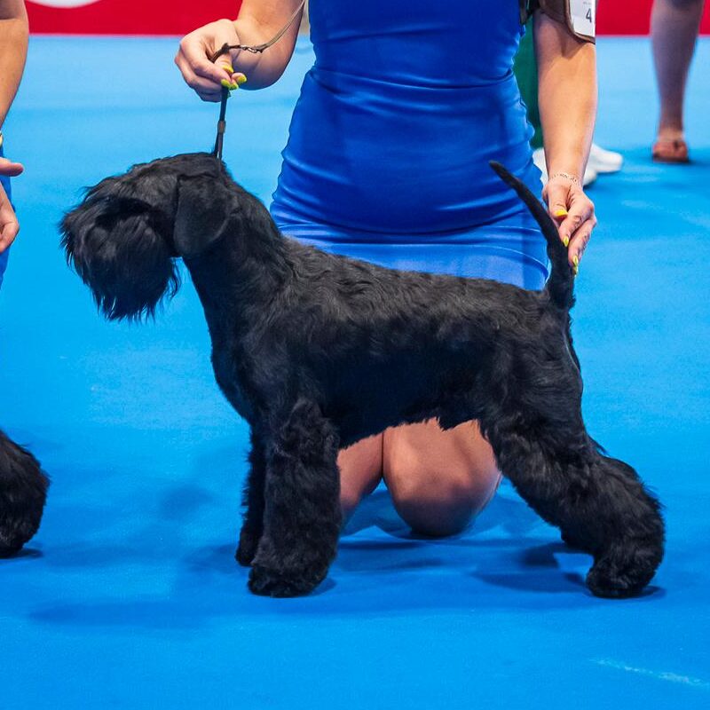 Ch. Yuri Gagarin de Can Rayo Ch. Yuri Gagarin de Can Rayo